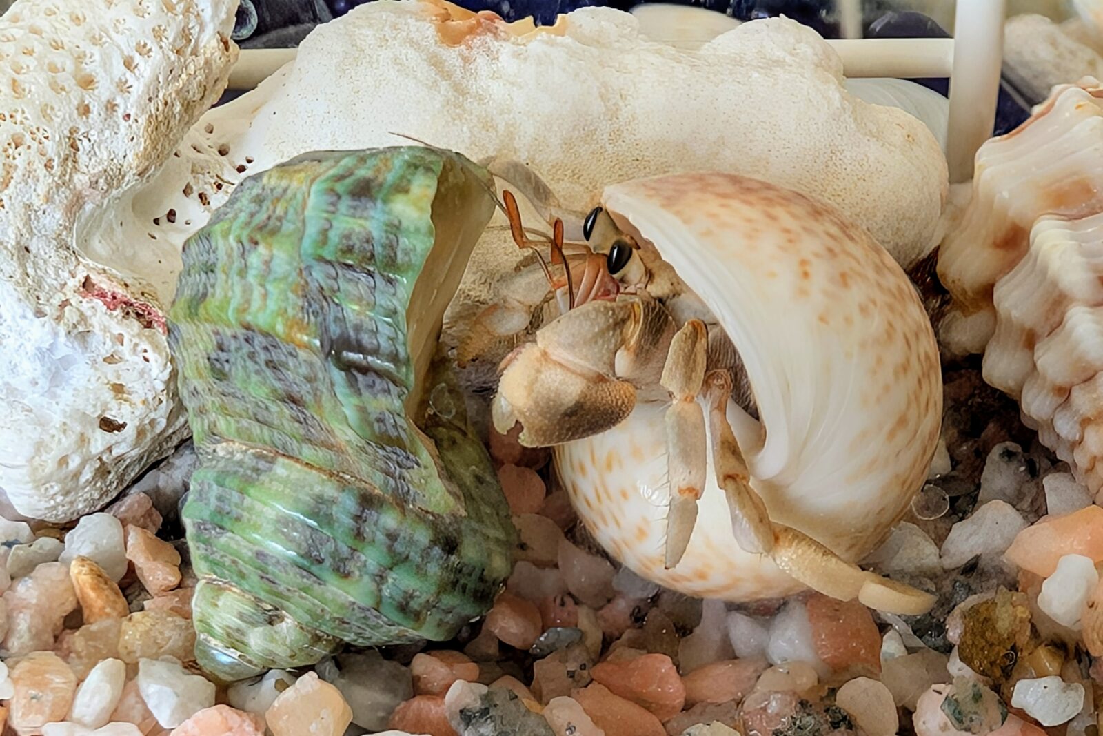 ヤドカリ・ステージが変わる時