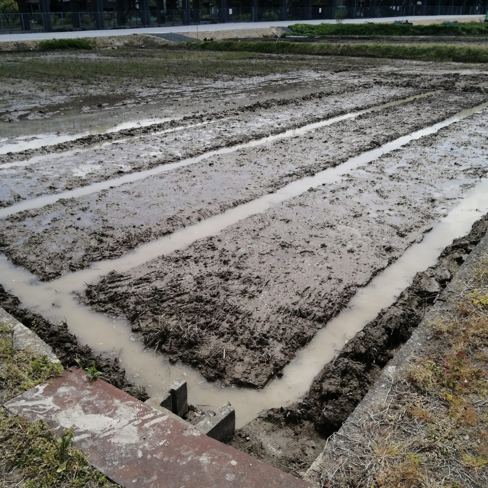 2026年4月20日苗代作り