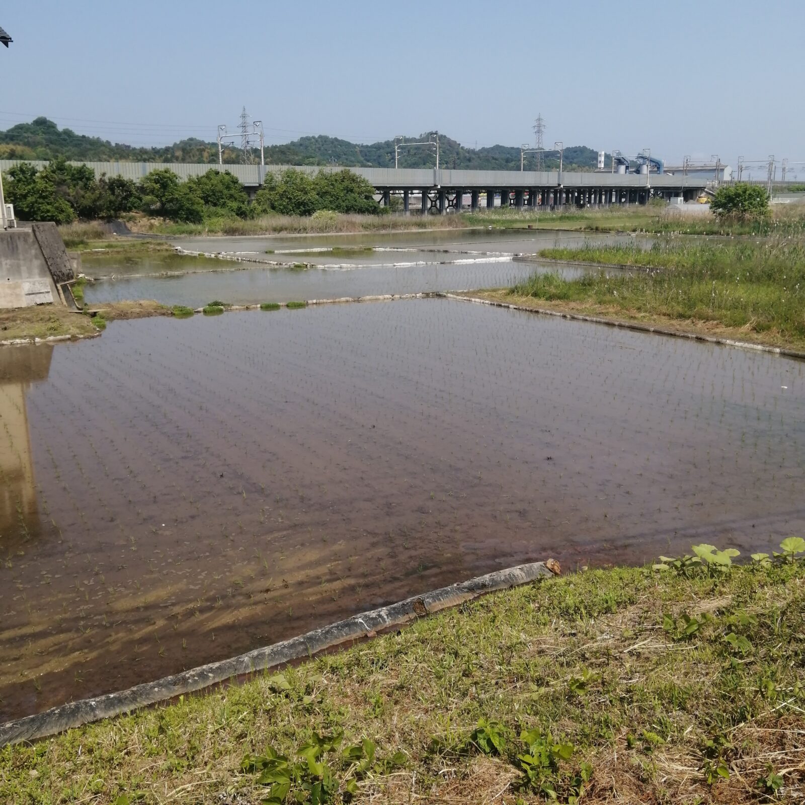 2026年5月13日（水）キヌヒカリ河原田植え終了