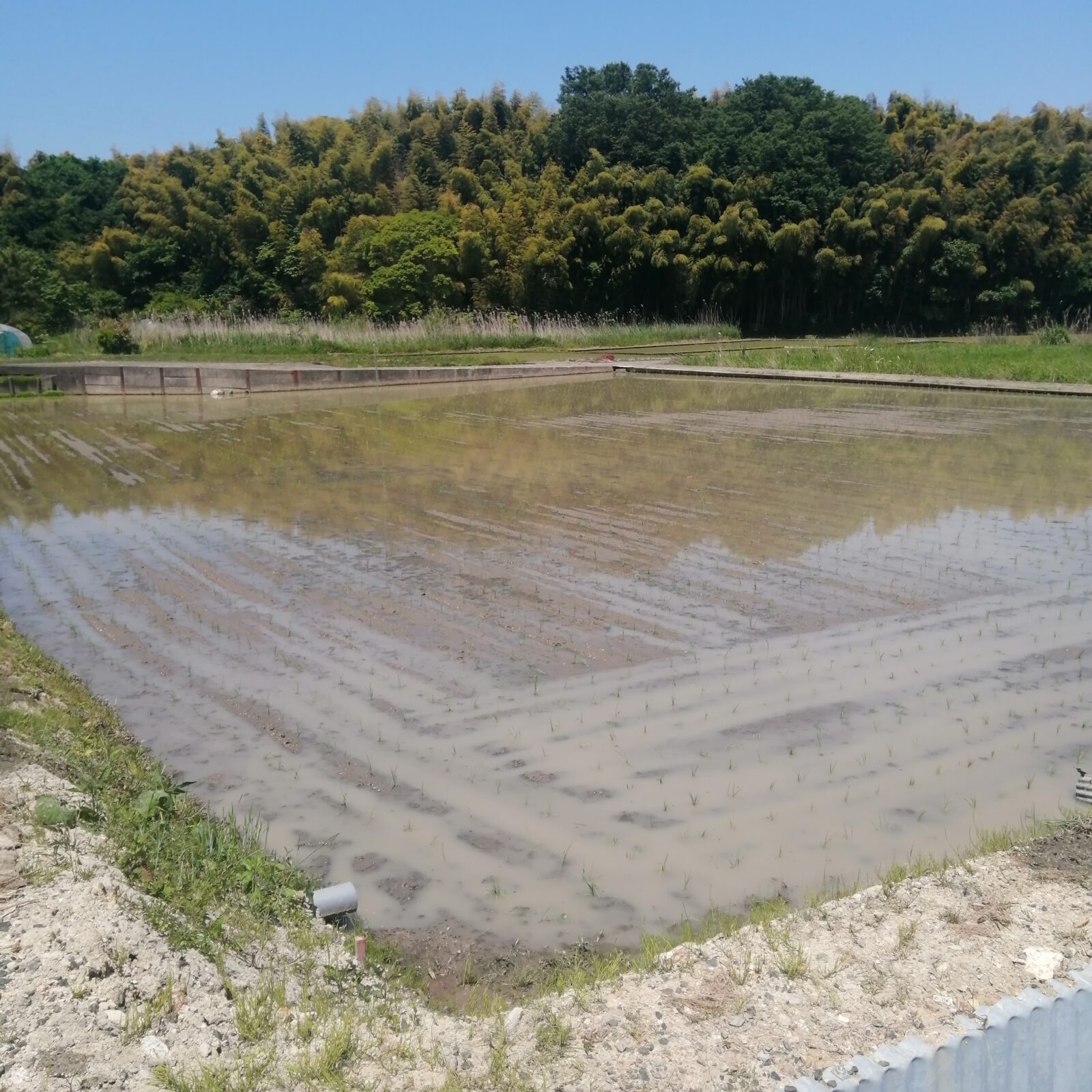 苗代後終い 羽二重 2026年5月18日（月）田植え